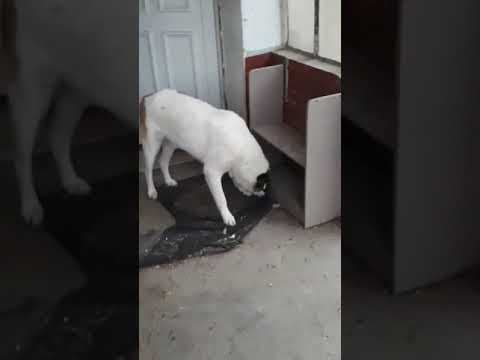 ** Bayou ** 4 Ans De Box en vidéo 12