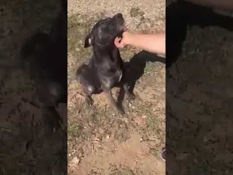 Nala en vidéo 1
