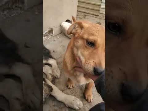 Kala en vidéo 1