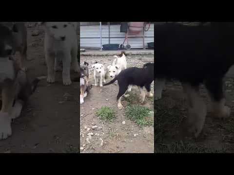 Crocket en vidéo 1