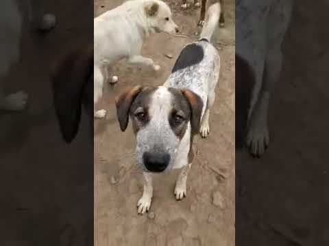 Galilei en vidéo 1