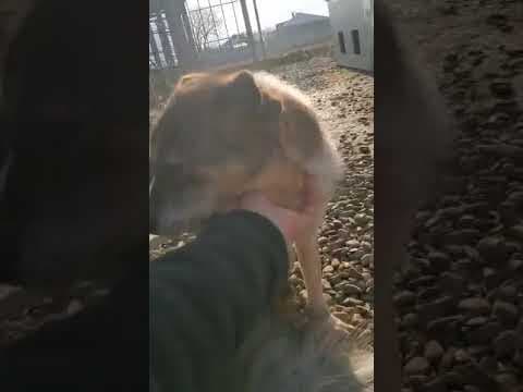 Ziva en vidéo 6