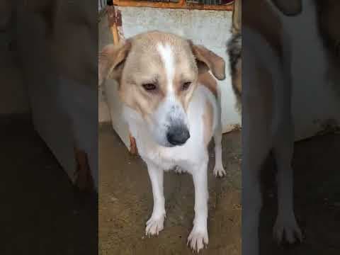 Carson en vidéo 1