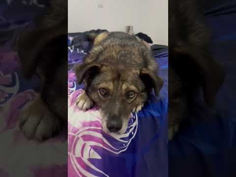 Vidock en vidéo 4