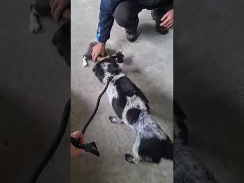Cocky en vidéo 9