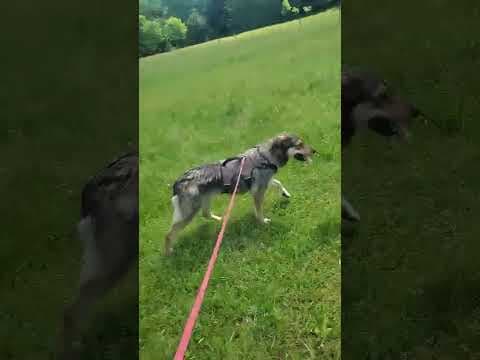 Sheree en vidéo 2