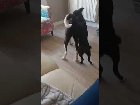 Toinette en vidéo 8
