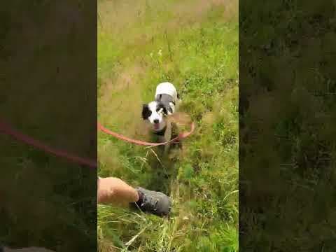 Mononoké en vidéo 2