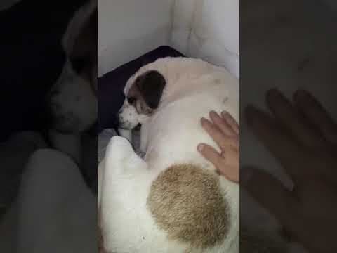 ** Bayou ** 4 Ans De Box en vidéo 8