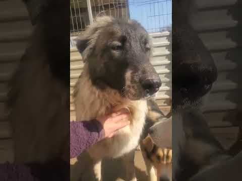 Sancho en vidéo 3