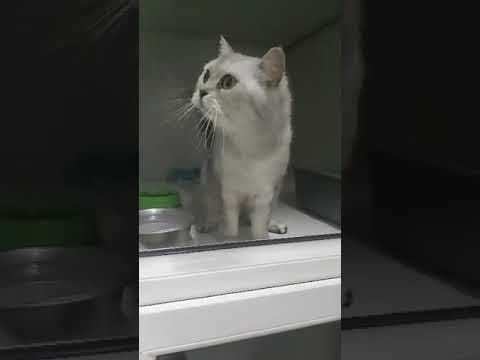 Douchka en vidéo 2