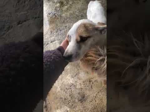 Roxine en vidéo 2