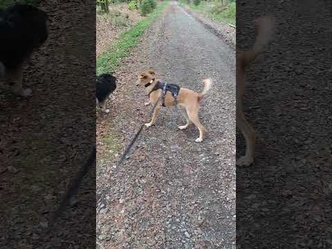 Buckley en vidéo 8