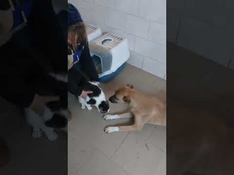 Ferenc en vidéo 2