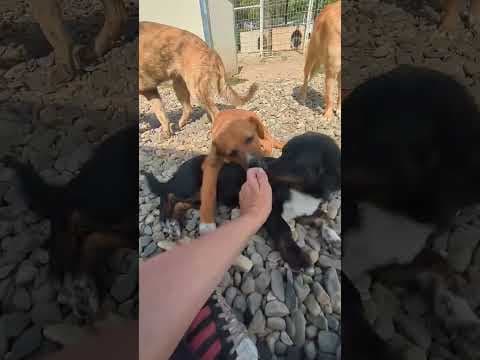 Hocus en vidéo 1
