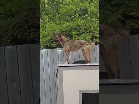 Mayfeld en vidéo 5
