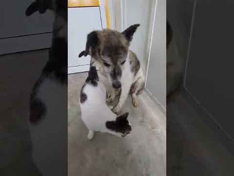 Haïduc en vidéo 4