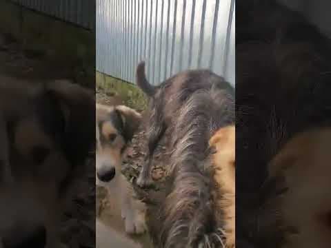 Tosca en vidéo 1
