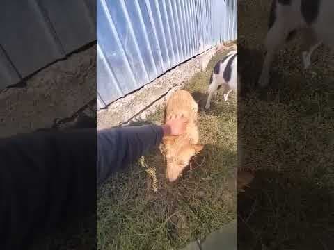 Ratcha en vidéo 2