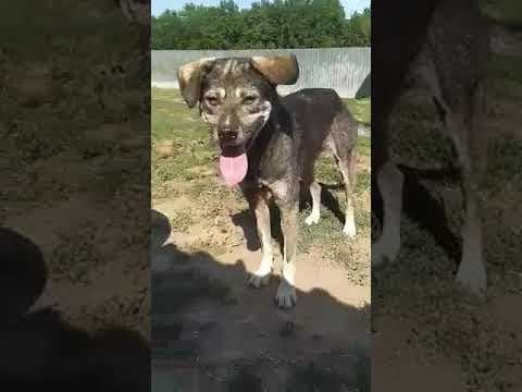 Cougar en vidéo 2