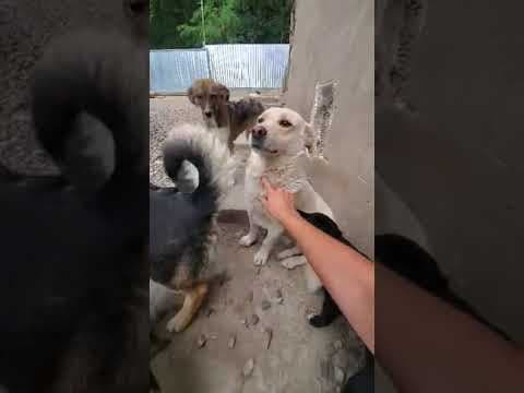 Kiro en vidéo 1