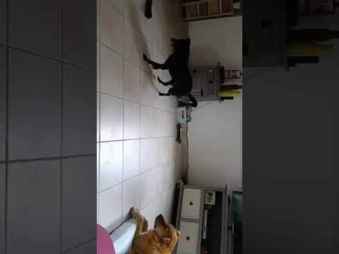 Colchique en vidéo 8