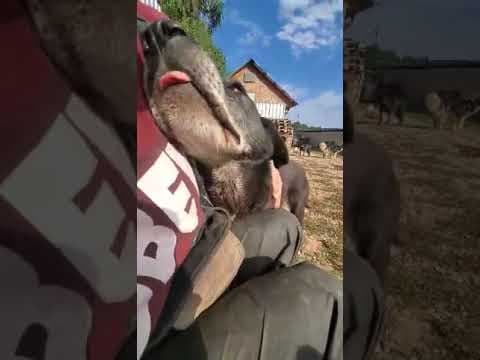 Moon en vidéo 5