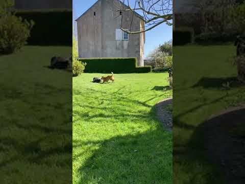 Kala en vidéo 2