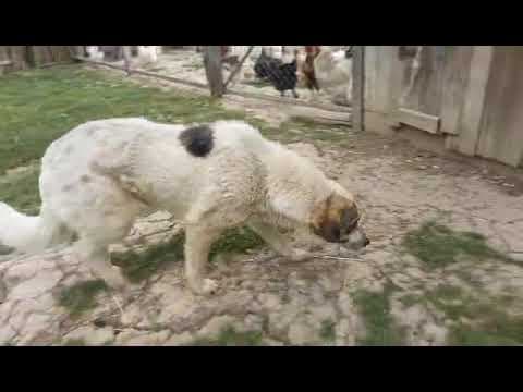 Ragnard en vidéo 4