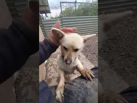 Leone en vidéo 1