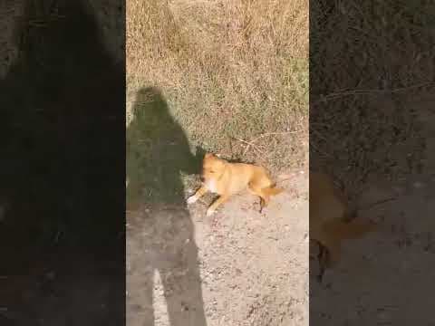 Sweet en vidéo 2