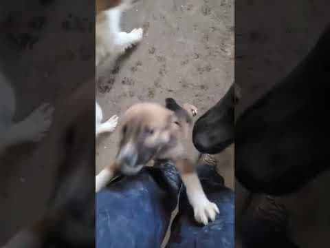 Vodka en vidéo 3
