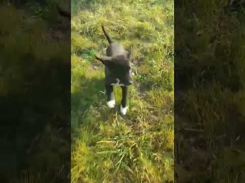 Milka en vidéo 1