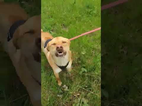 Silco en vidéo 2
