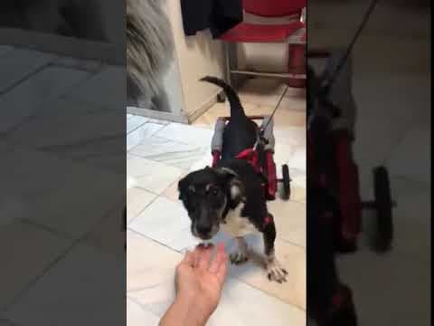 Lisette en vidéo 8
