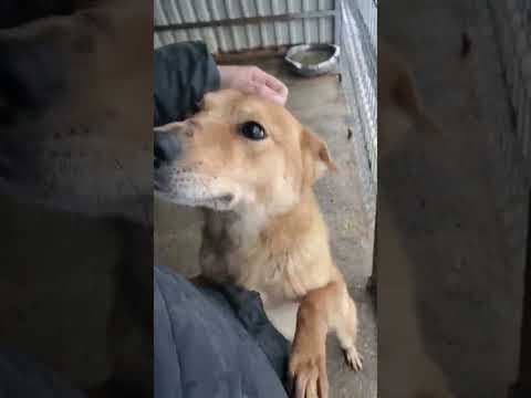 Grizzli en vidéo 1