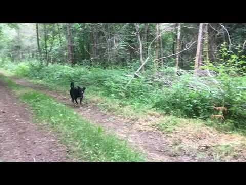 Mirza en vidéo 12