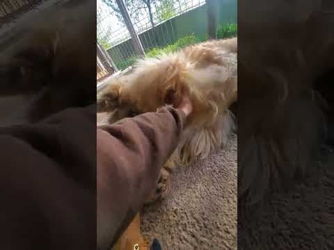 Beethoven en vidéo 3