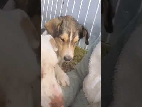 Sancho en vidéo 5