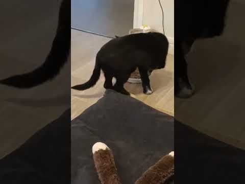 Toinette en vidéo 2