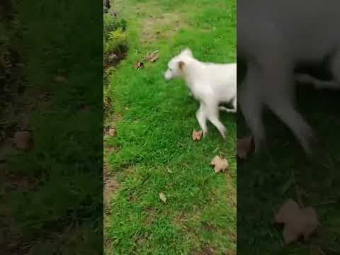 Sumi en vidéo 5