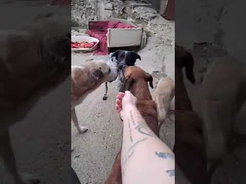 Quebec en vidéo 1