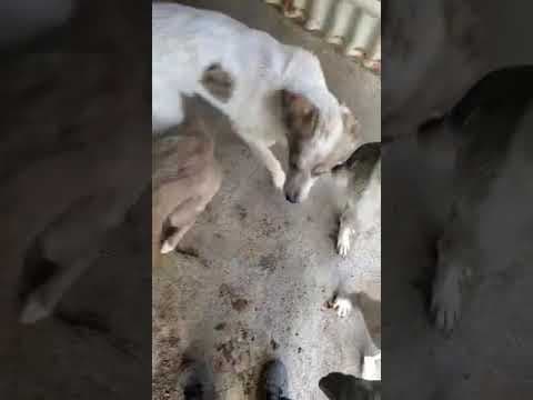Cristesti en vidéo 1