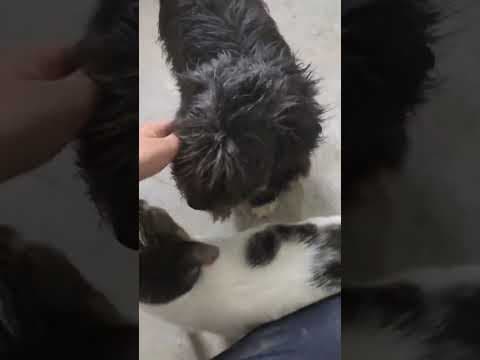Bulle en vidéo 4