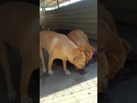 Tunari en vidéo 3