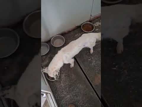 Geralt en vidéo 1