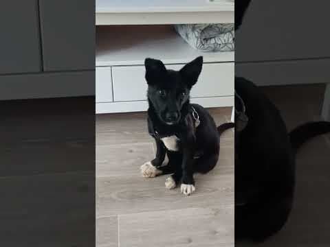Toinette en vidéo 6