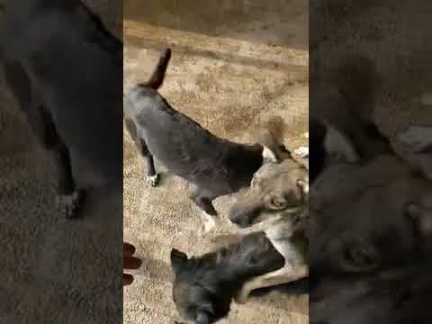 Yami en vidéo 1