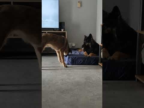 Cowboy en vidéo 1