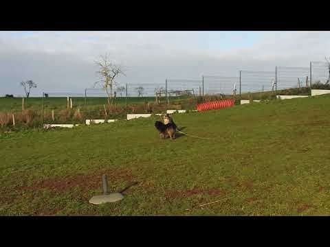 Cougar en vidéo 6